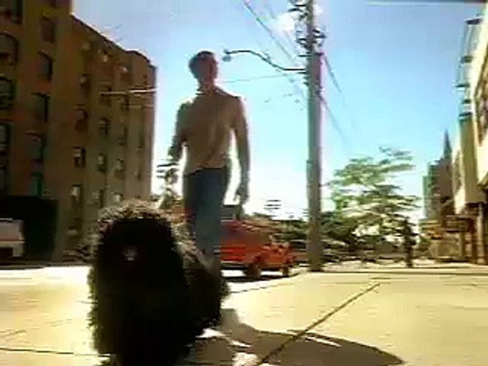 Dog-Hair