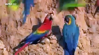 Animal Planet | Discovery Channel | Wild Life Documentary 2015 | National Geographic Wildl