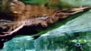 National Geographic Documentary 2015 Dinosaurs T REX OF THE DEEP Part 2 HD 720p