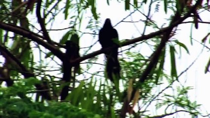 噪鵑不停鳴叫(Asian Koel sounding)