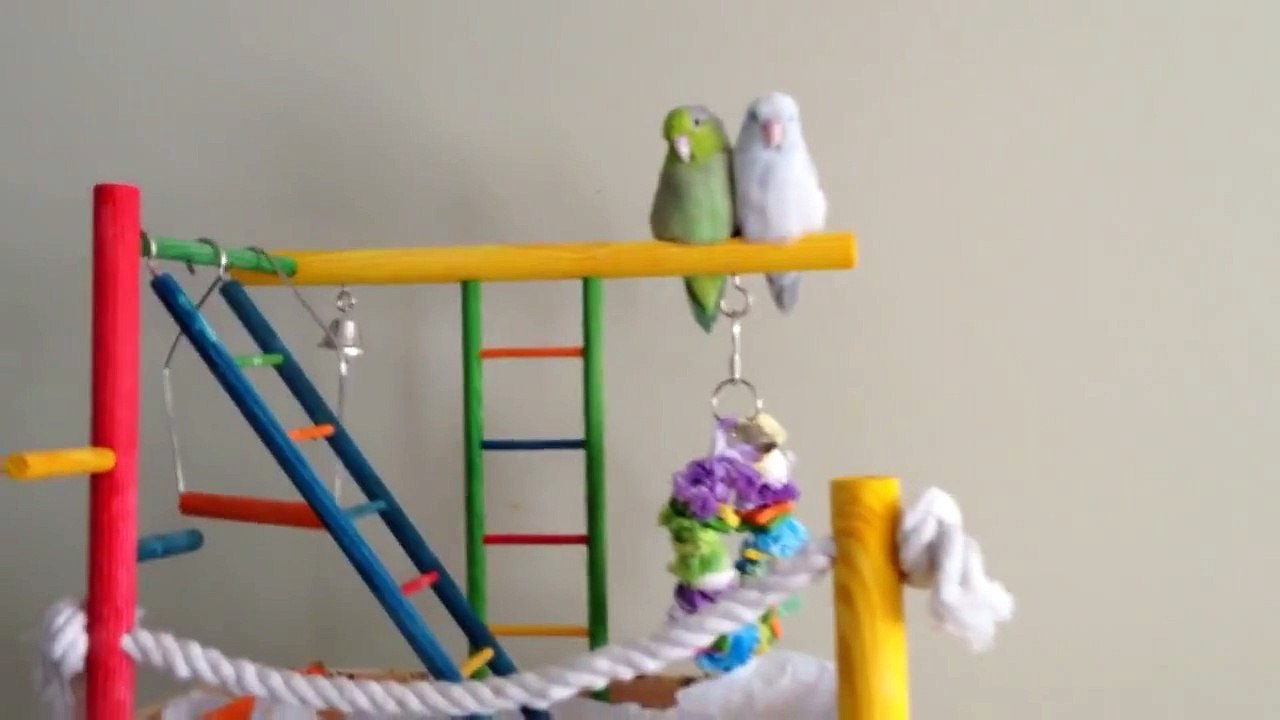 Standard Sunday with Sleepy Parrotlets