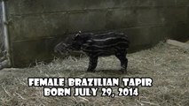 Brazilian Tapir Calf