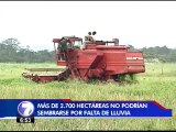 Escasez de lluvias amenaza más de 1.300 hectáreas de arroz en región Chorotega