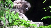 Young owls -Bubo bubo- in nest- Junge Uhus im Nationalpark Bayer. Wald