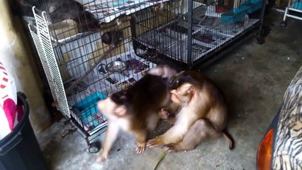 Shaki Jk Disturb My Abandoned Pegion