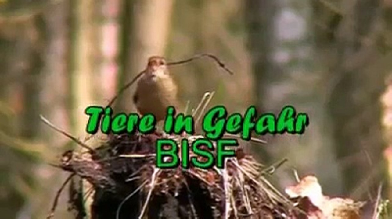 Tiere in Gefahr