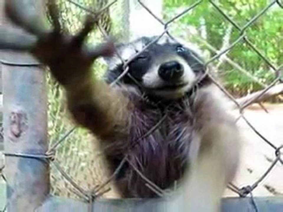 Animal Cruelty and Abuse - With Arms Wide Open