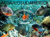 Caracteristicas del pez Oscar (Astronotus)