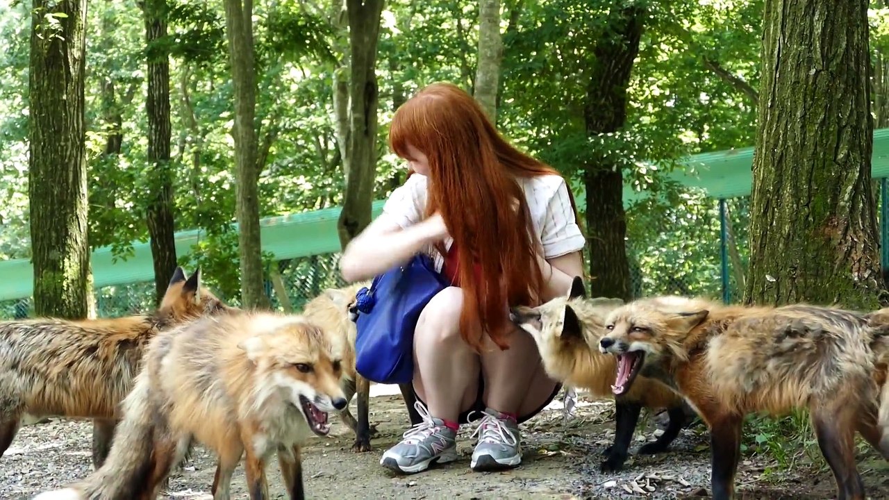Le village des renards au japon, Incroyable - Fox Village in Zao Japan!