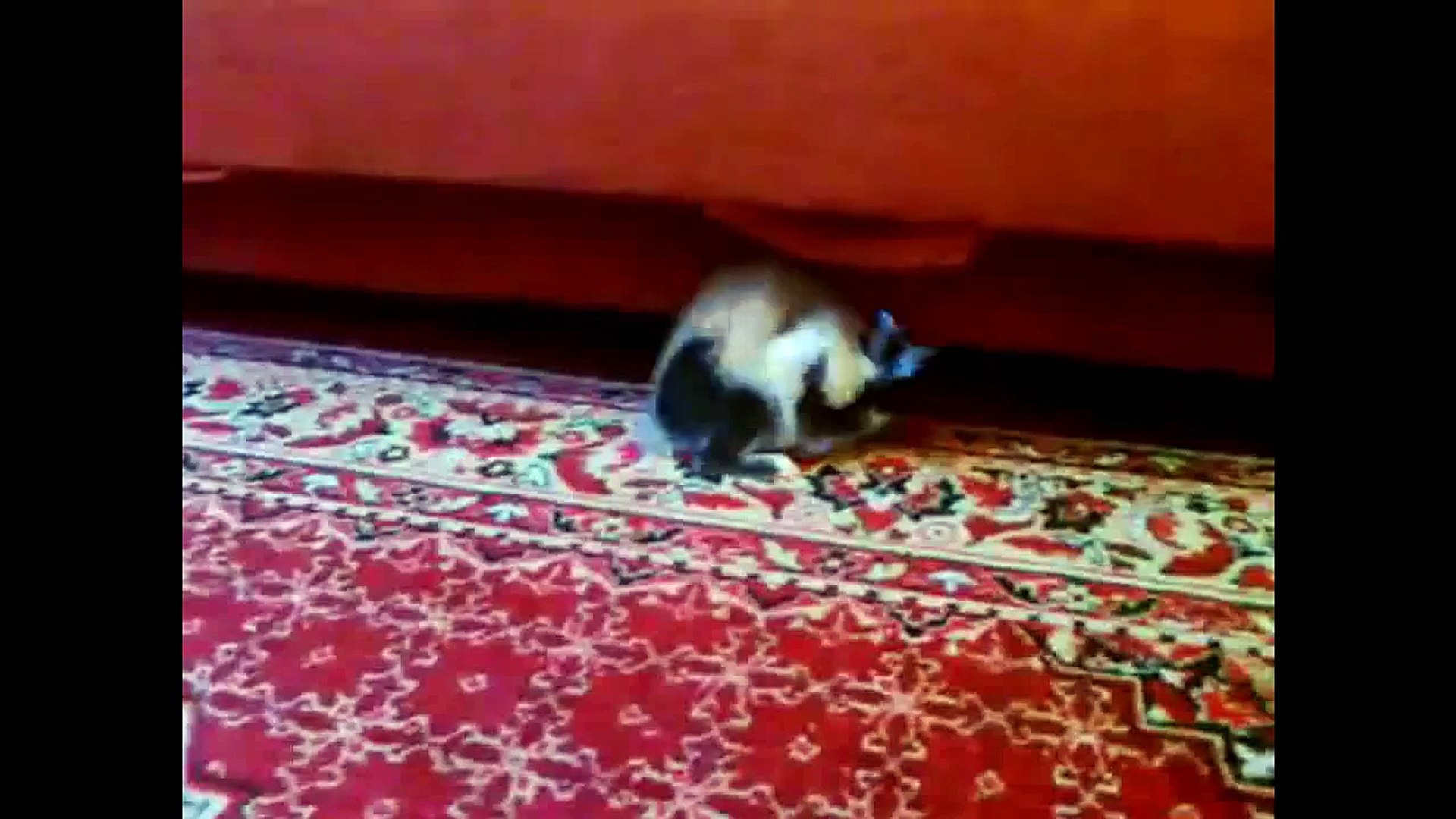 Cats on Cats on Cats Ep. 1 - Cats Fighting