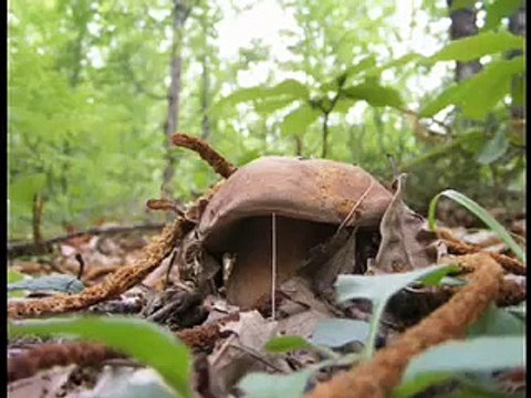 I funghi porcini di Borgotaro e della Valtaro