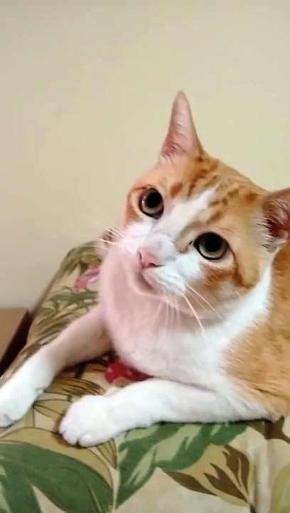 Cat SINGS - If You’re Happy and You Know It