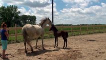 Andalusian x Friesian 3 Week Old Colt For Sale