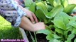 How to Harvest Bok Choy