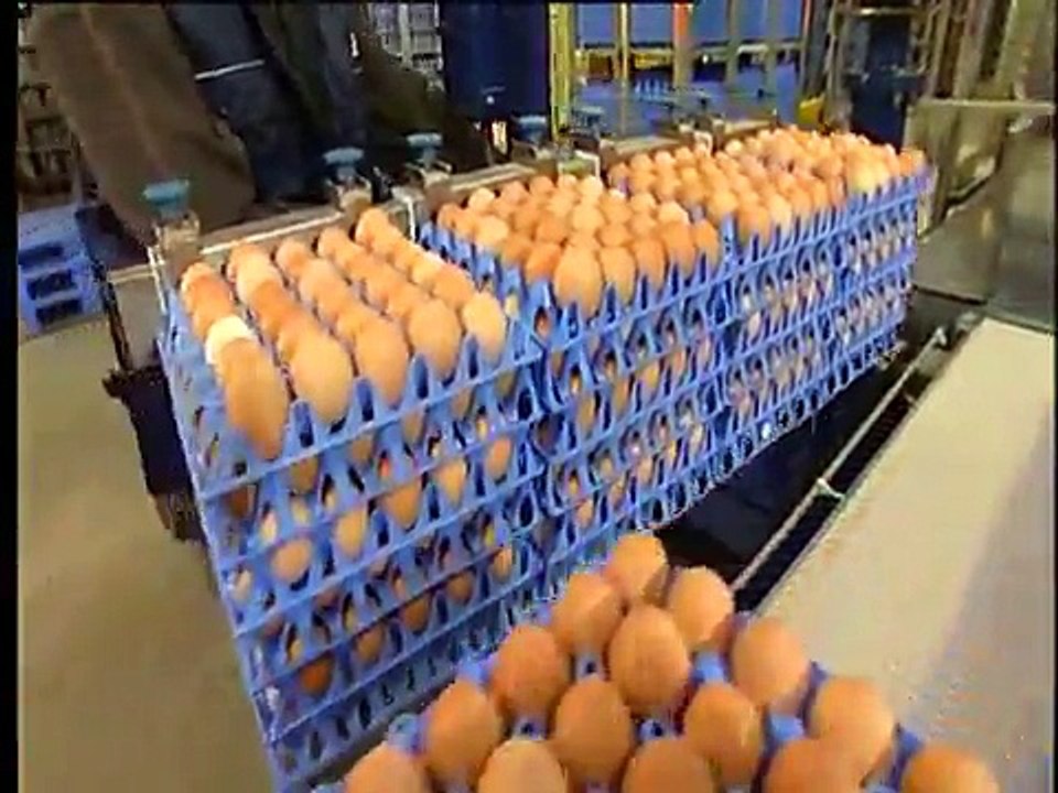 Moba Omnia XF 125 and 170 Egg grading and packing machine