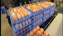 Moba Omnia XF 125 and 170 Egg grading and packing machine