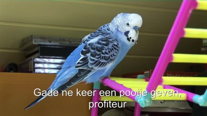 Parkiet praat (Bluewie, the talking budgie, Bluewie, la perruche parlante)