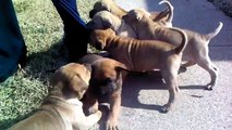 My boxer shar pei puppies playing