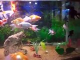 PECES GRANDES JAPONES PECERA 600 LITROS