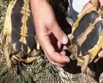 La tortue d'Hermann, Sexage: savoir différencier le mâle de la femelle