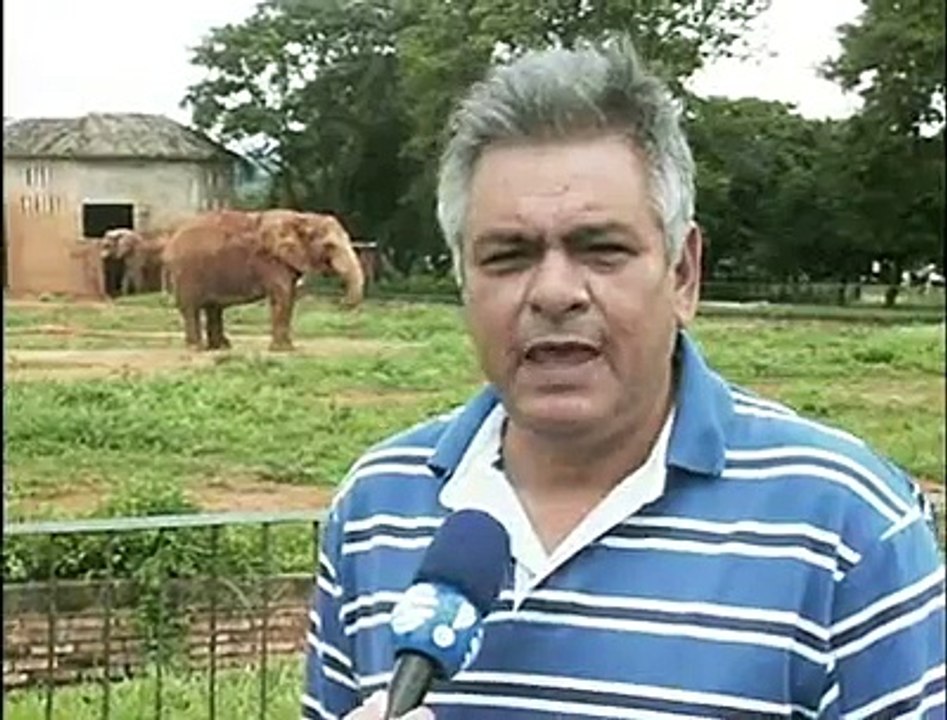 Link Zoologico