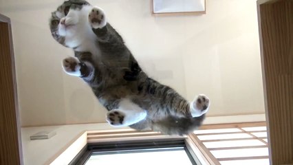 下からねこ３。-Watching Maru&Hana from the bottom.-