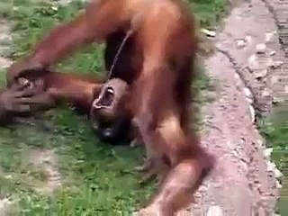 Monkey Pees In Its Own Mouth