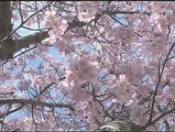 Washington's Cherry Blossoms