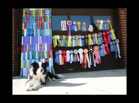 Border Collie Savvy doing tricks on TV