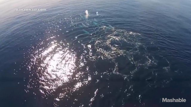 Rare drone footage of gray whale superpod