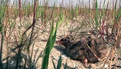 Terrorvogels zorgen dit jaar voor weinig overlast - RTV Noord