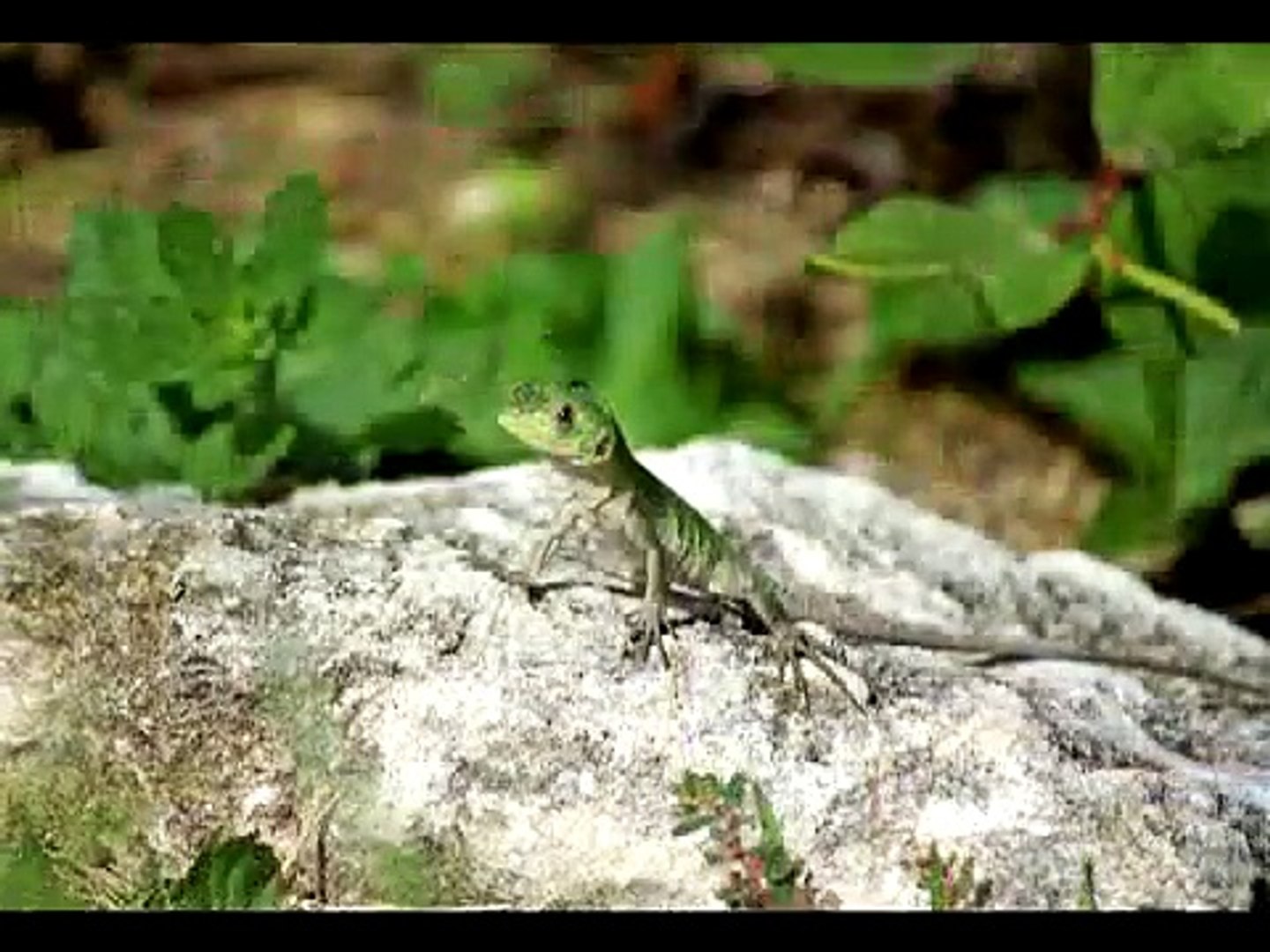 Baby Basilisk Lizard   - I think?