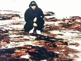 caza de focas