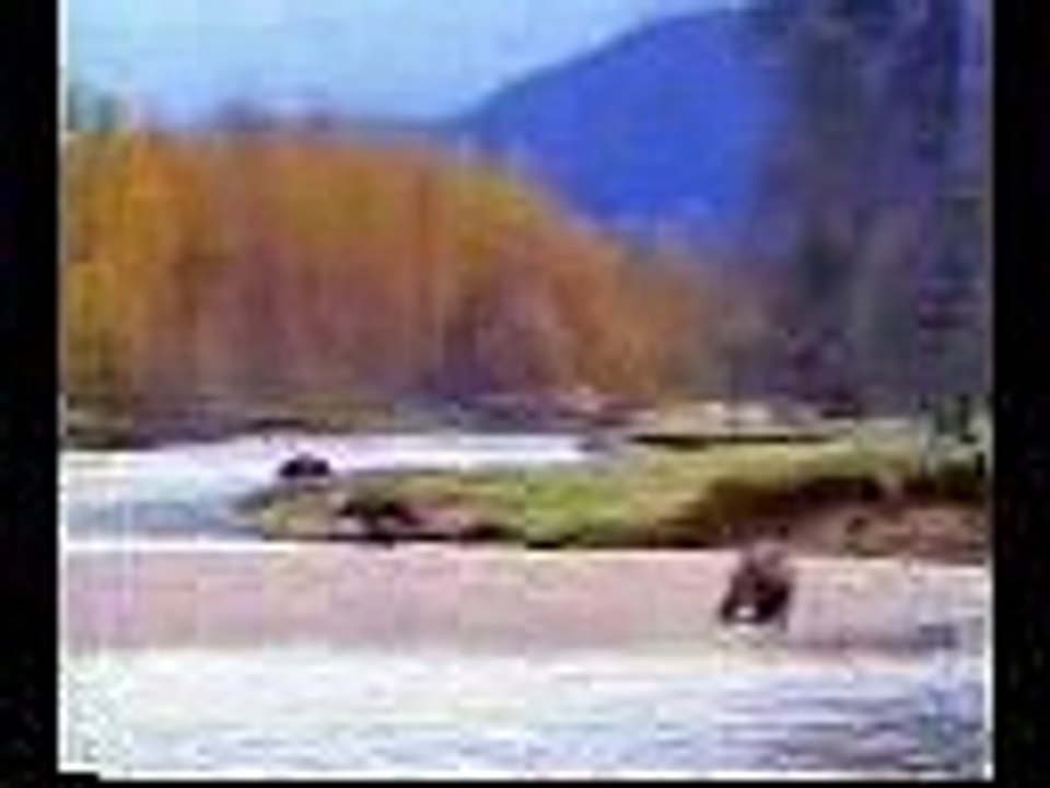 Bear funny video clicks