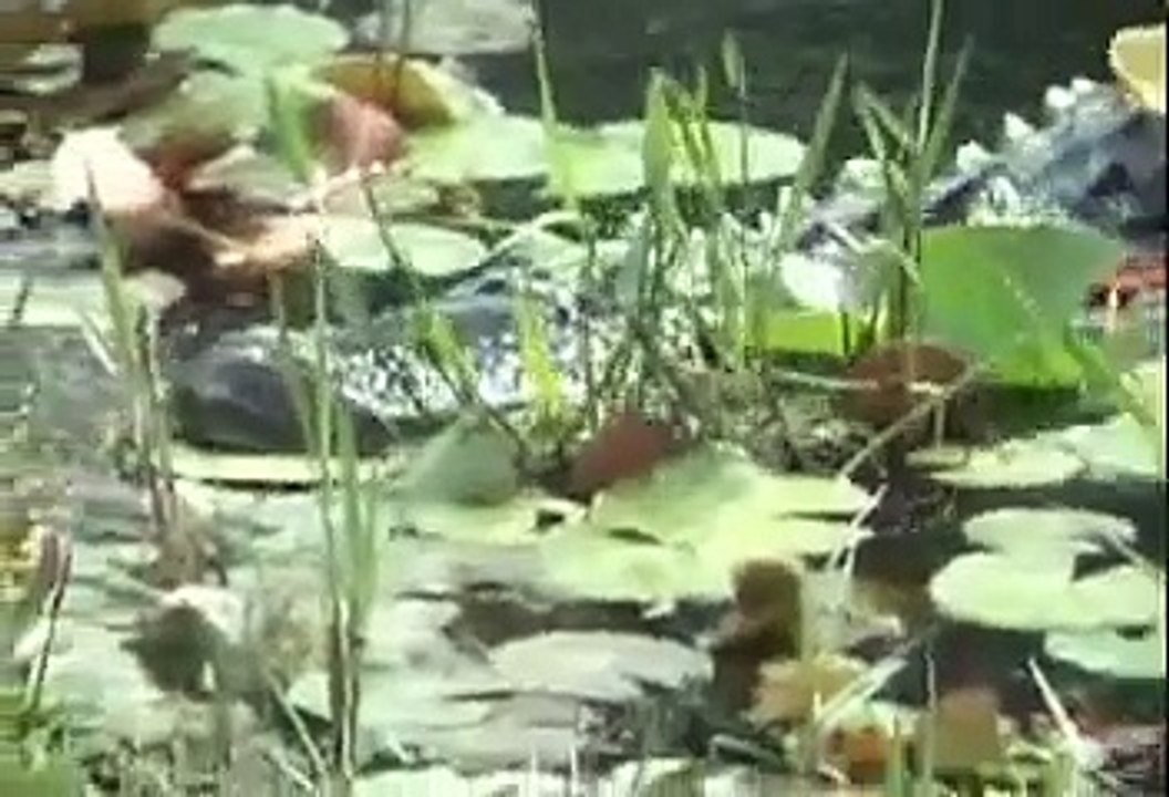 Animals Around Us  Animal Adaptations  What Are They