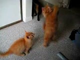 Playful Fluffy Orange Tabby Kittens vs. The Feather