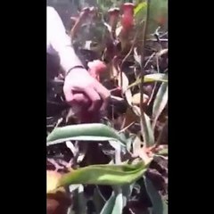 La machancété de la nature envers les hommes, regardez comment les femmes s'en rejouissent