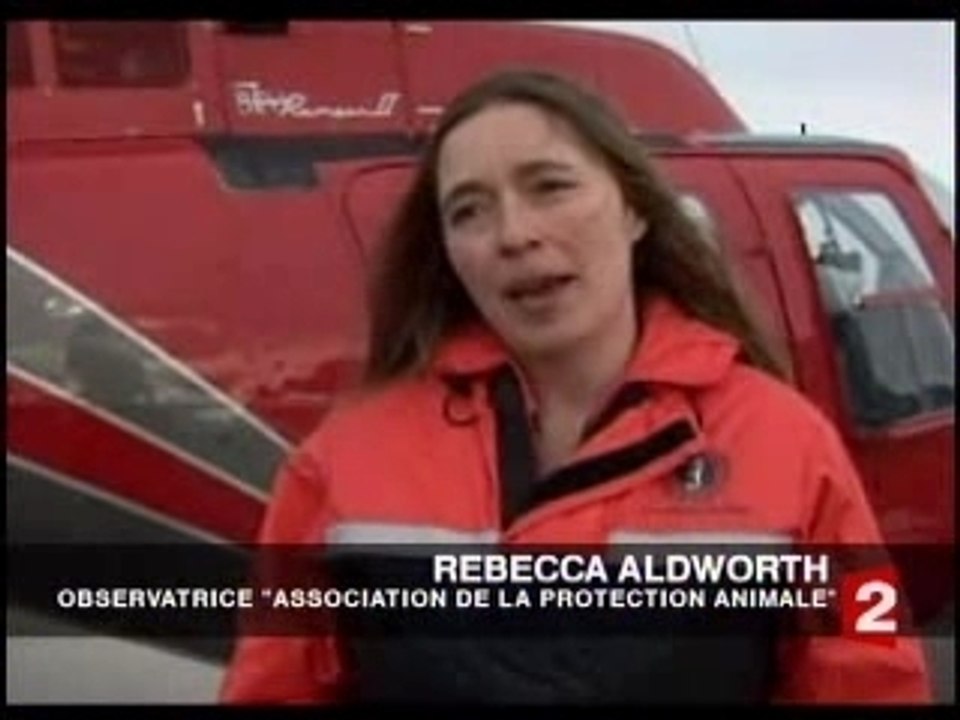 La chasse aux phoques