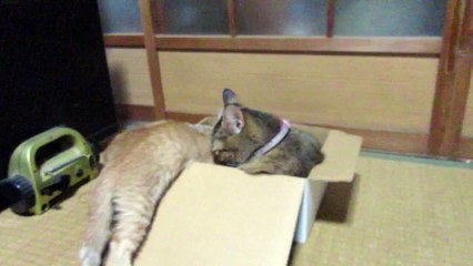 りりときなことさくら　もうすぐ二ヶ月　おてんば娘です。猫　子ネコ　赤ちゃん猫　kitten  babycat