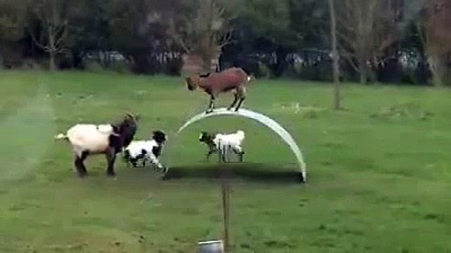 Funny Animal Videos Compilation 2015 Goats Play On Metal Sheet