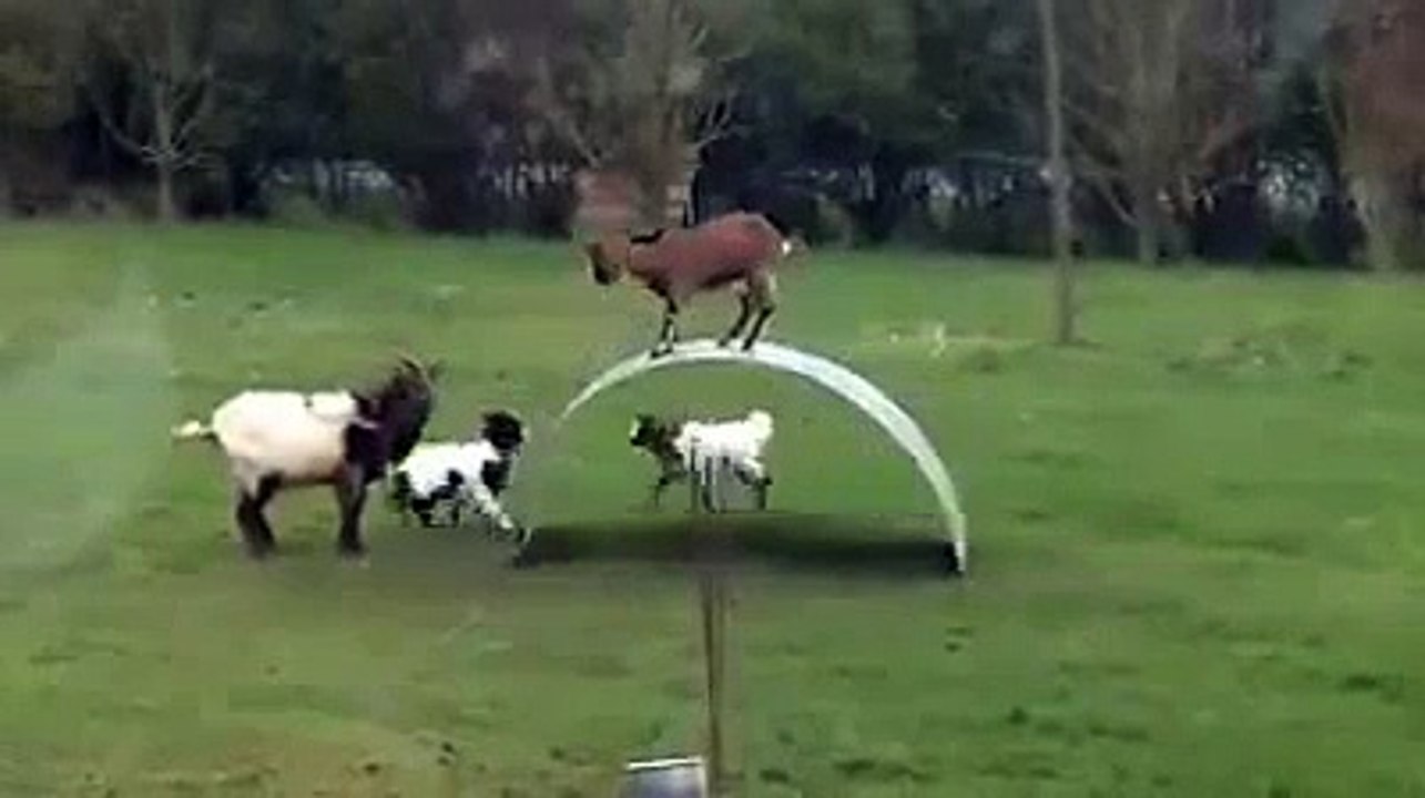 Funny Animal Videos Compilation 2015   Goats Play On Metal Sheet