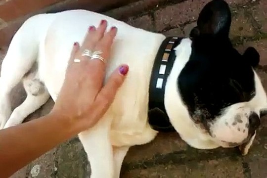 Chico onze franse bulldog !