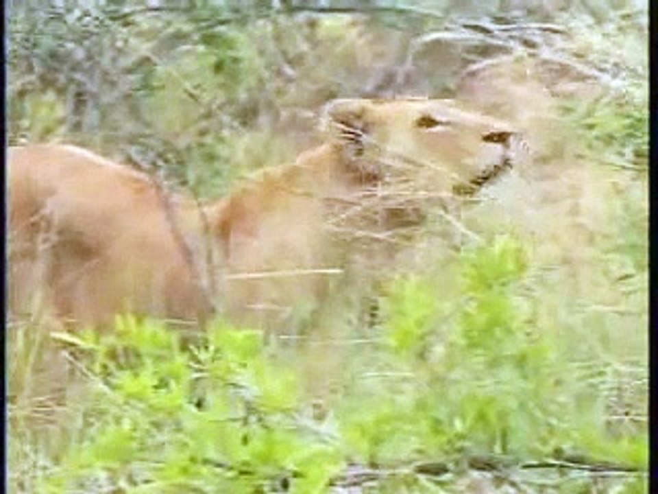 Sandy Patch Lioness