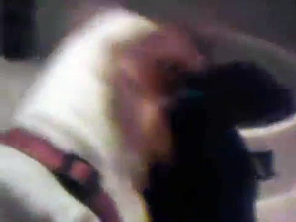 Puppy Hungry