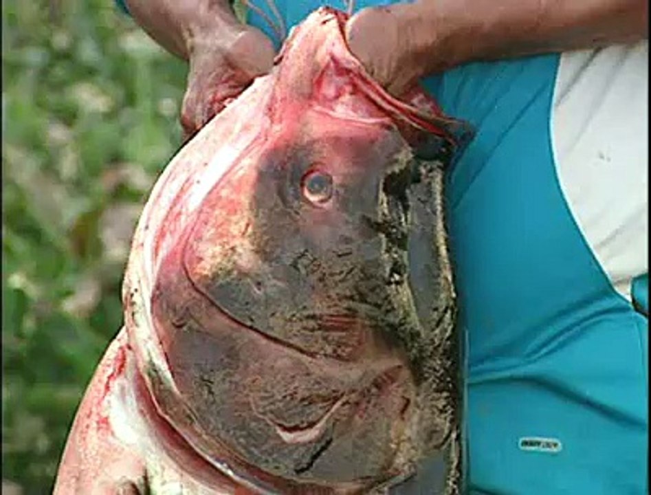 Carpa gigante