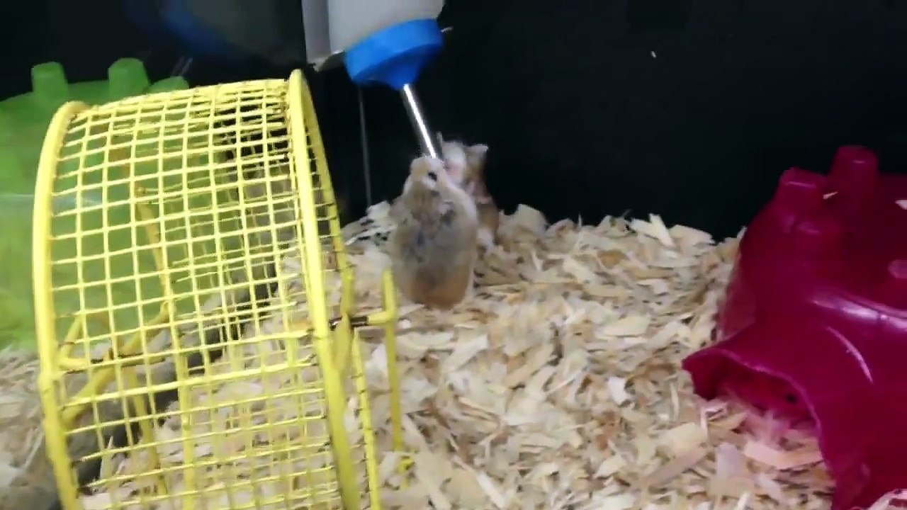 Robo Hamsters at PetSmart fighting