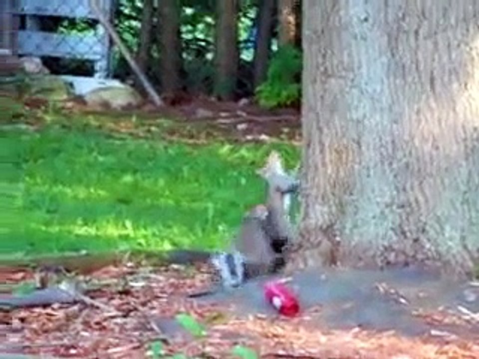 Playing Squirrels