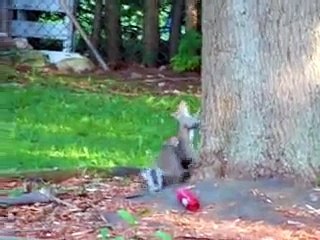 Playing Squirrels