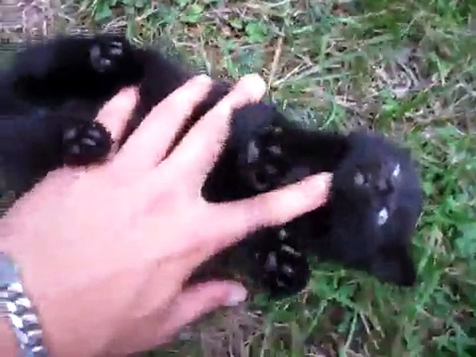 Mes 2 nouveaux chats