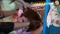 カニンヘンダックスフンドの出産の様子　Dog gives birth - Dachshund puppy
